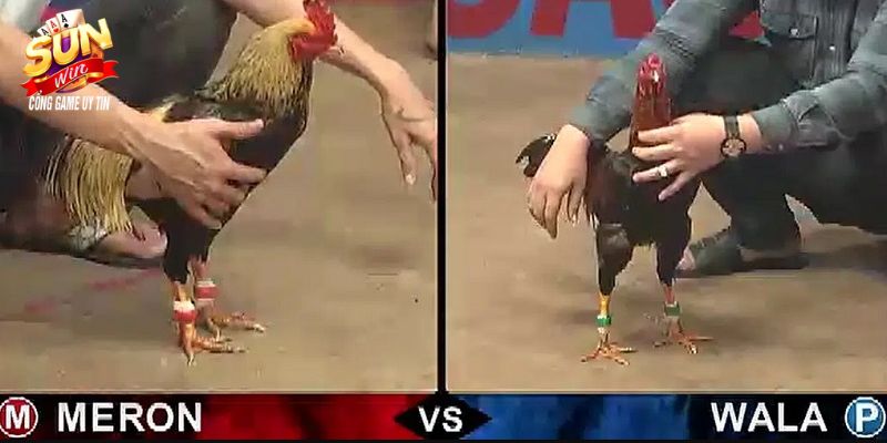 Đá Gà Cựa Sắt - Thỏa Mãn Đam Mê Tại Cổng Game Sunwin 3462 Cổng game hỗ trợ theo dõi, đặt cược các trận đấu cựa sắt kịch tính